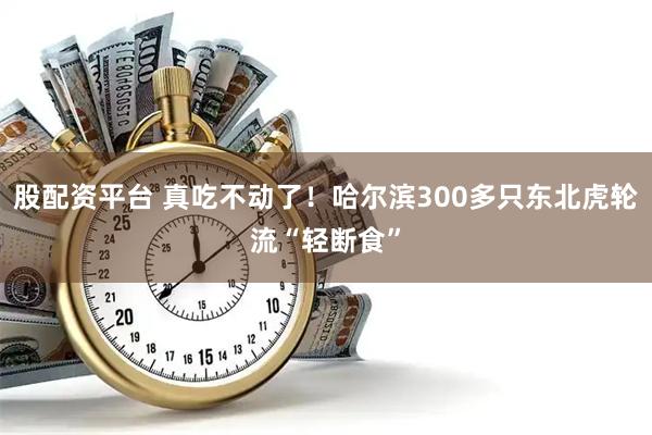 股配资平台 真吃不动了！哈尔滨300多只东北虎轮流“轻断食”